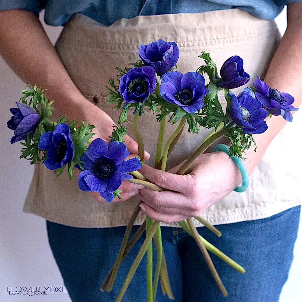 Blue indigo anemone flower