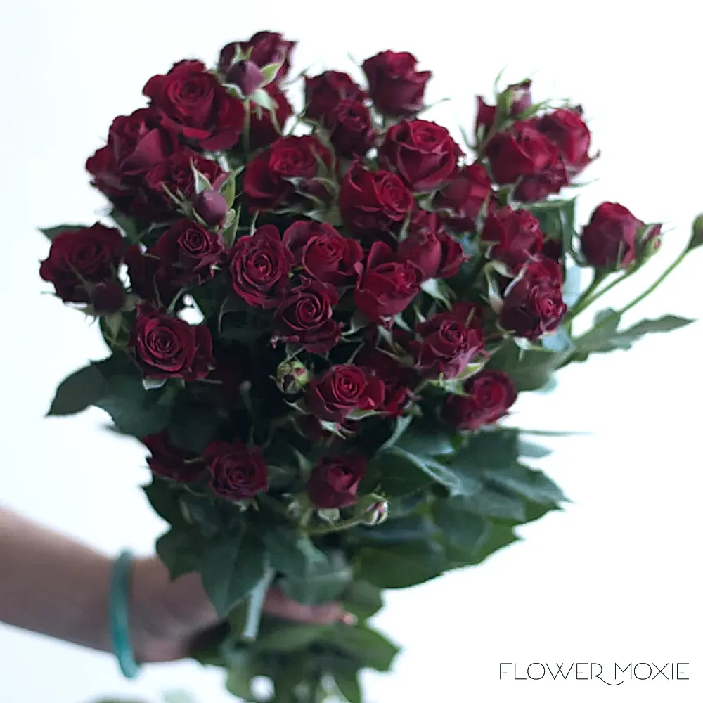 Rubicon Dark Red Spray roses burgundy