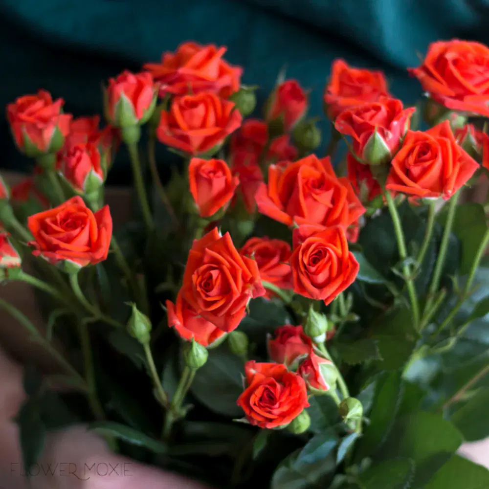 Orange spray rose flower