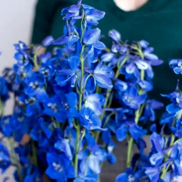 dark blue delphinium