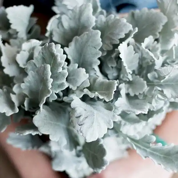 Dusty Miller Greenery