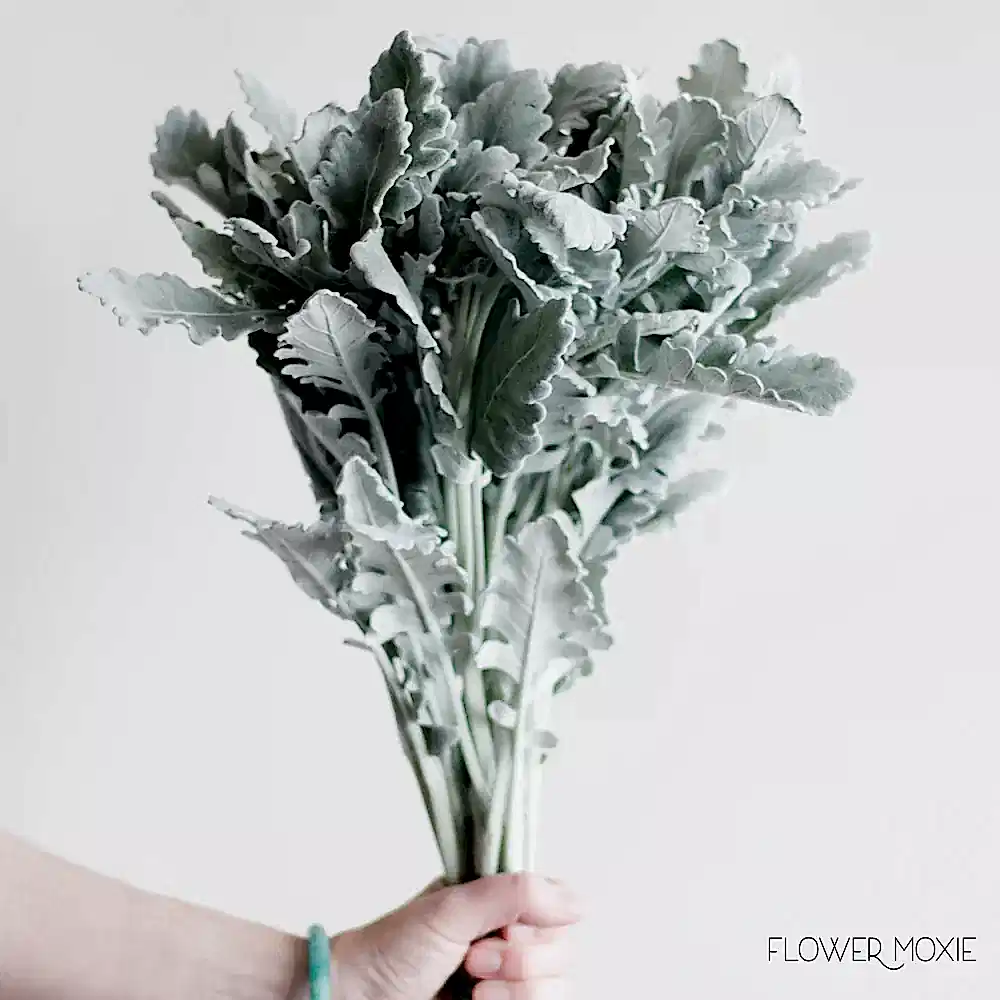 Dusty Miller Greenery