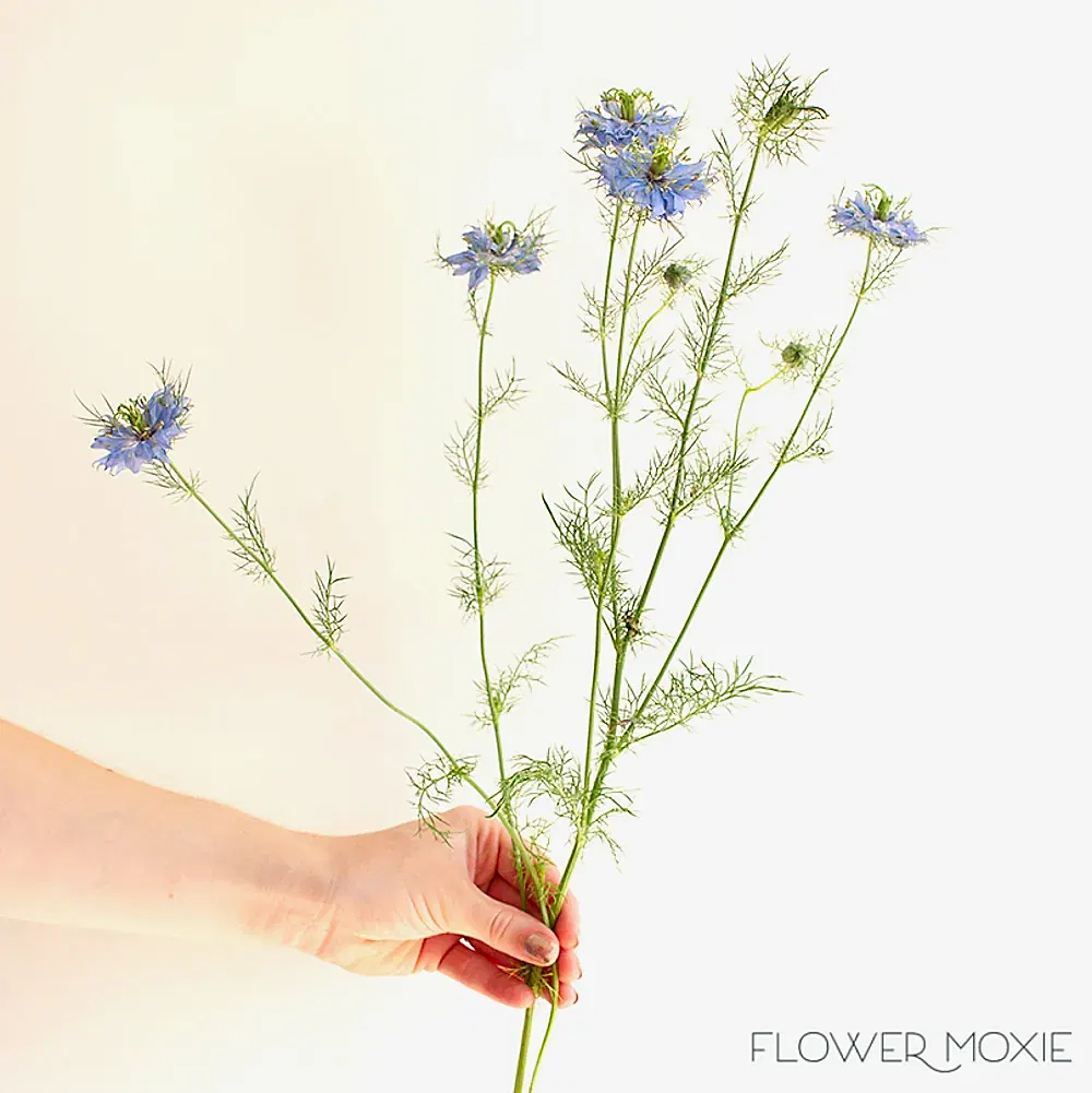 Blue Nigella Flower