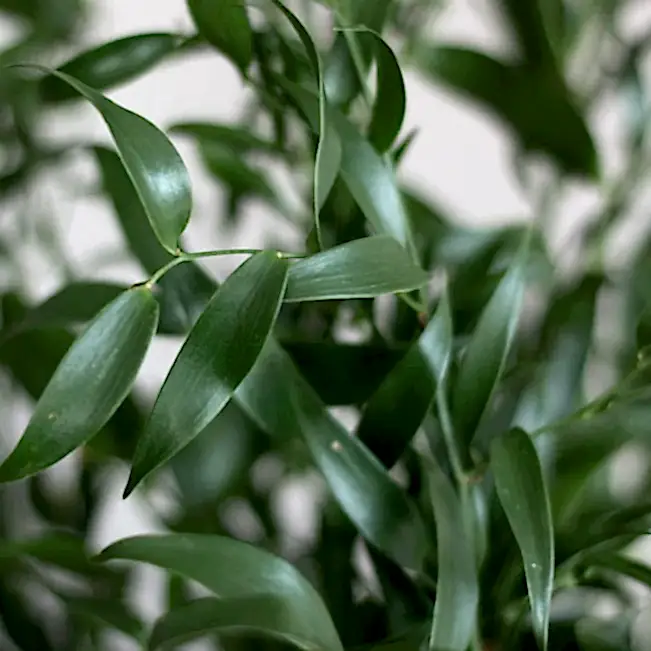 Italian Ruscus Bulk Greenery