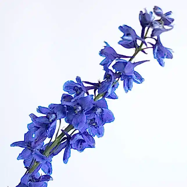 dark blue delphinium