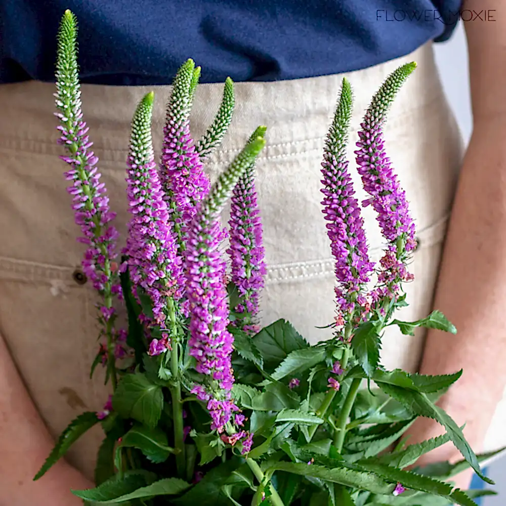 Pink Veronica Flower