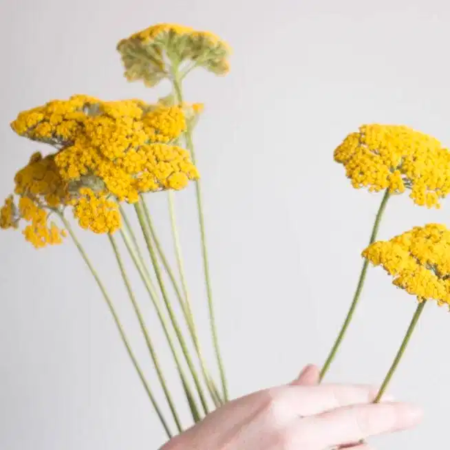 Yellow Yarrow Flower