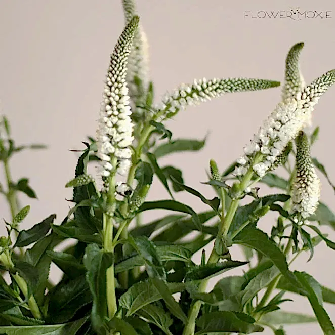 white veronica flower