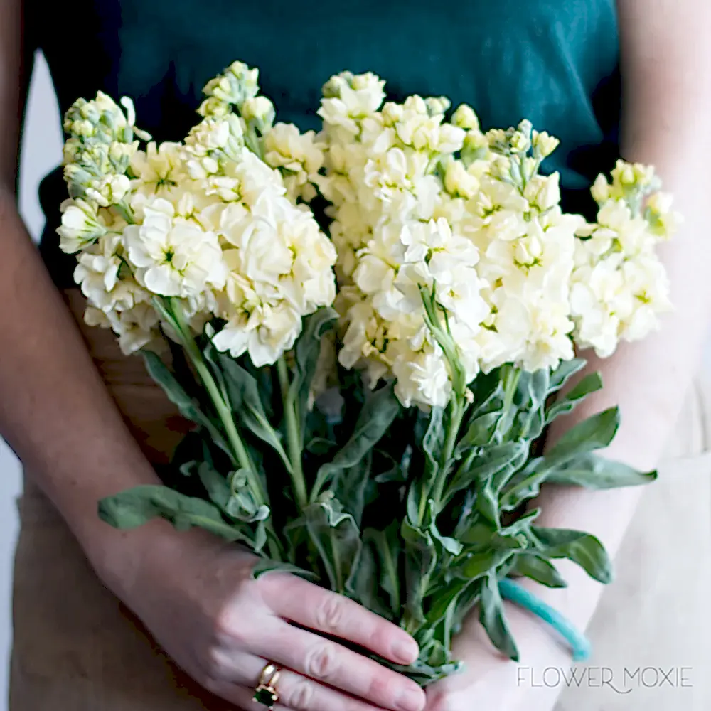 Yellow Stock Flower