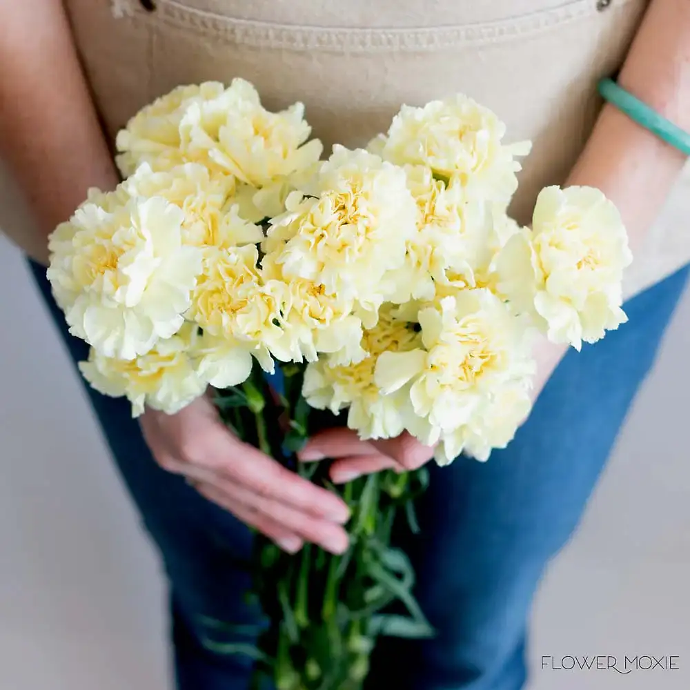 Yellow Carnation Flower