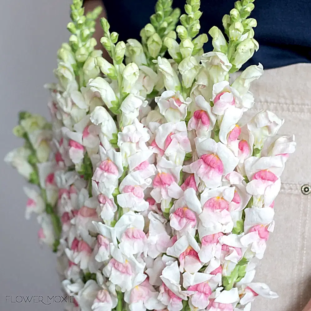 Light Pink Snapdragons