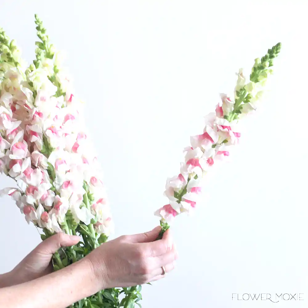 Light Pink Snapdragons