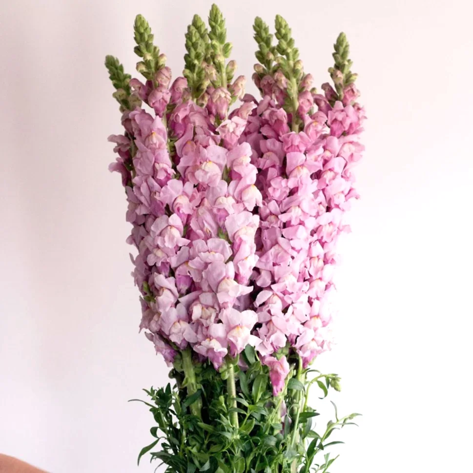 Lavender Mauve Snapdragon Flower