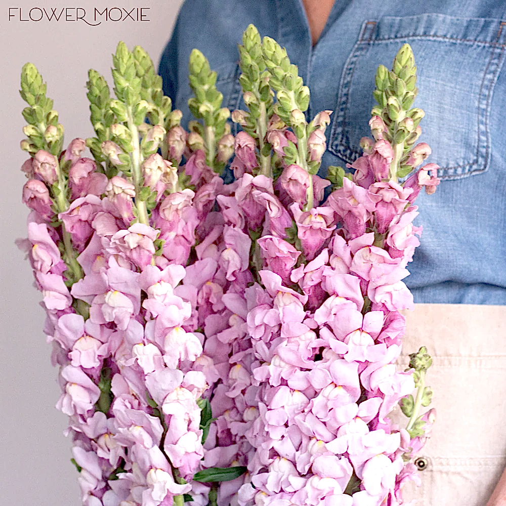 Lavender Mauve Snapdragon Flower