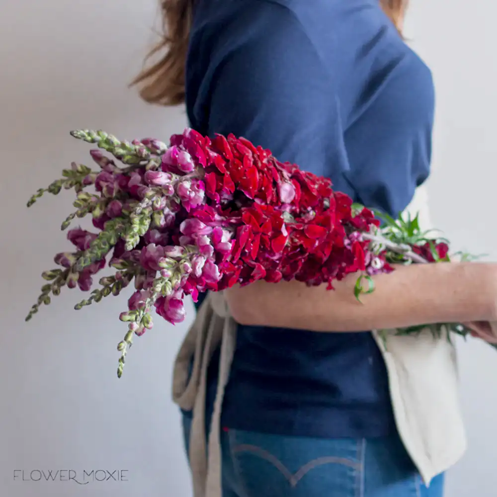 Burgundy Snapdragons flower