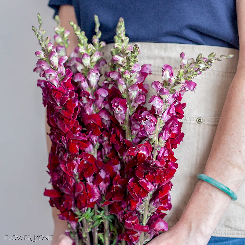 Burgundy Snapdragons flower