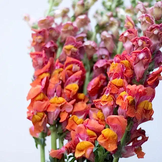 sorbet snapdragon flower