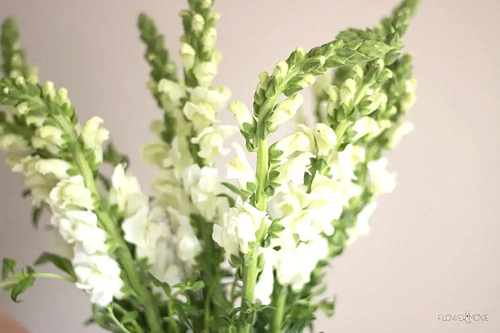 white snapdragon flower