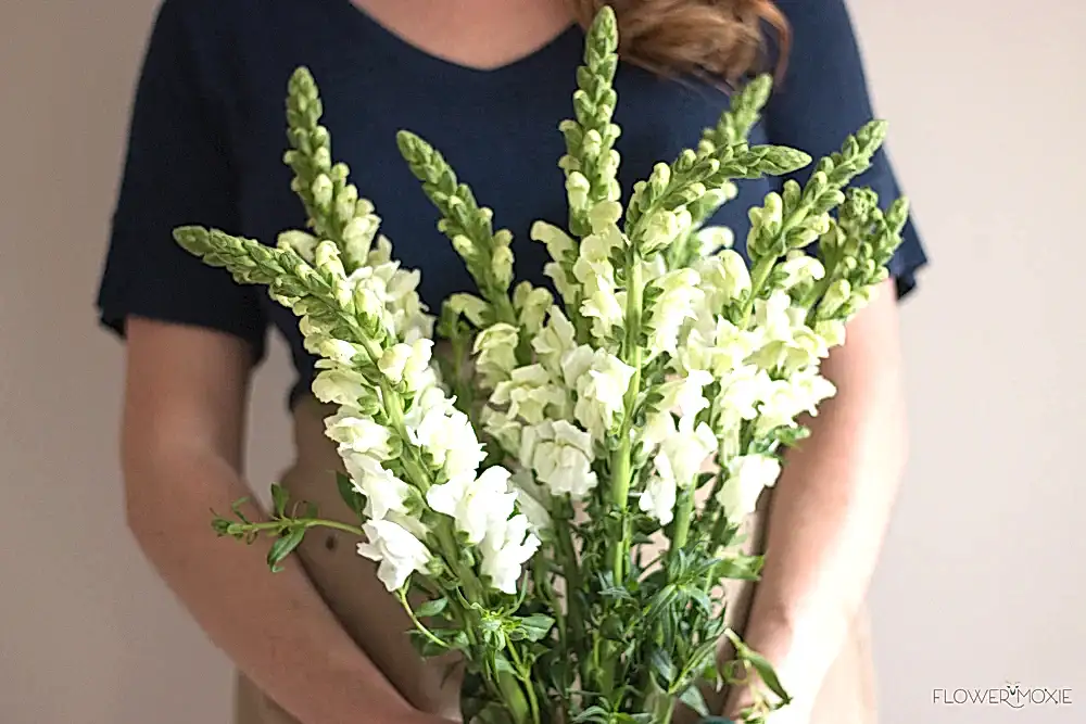 white snapdragon flower