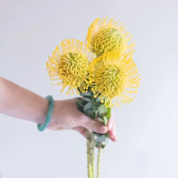 Yellow Pincushion Protea