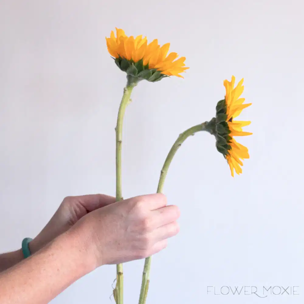 Yellow Sunflower