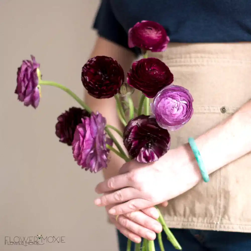 Burgundy Ranunculus Flower