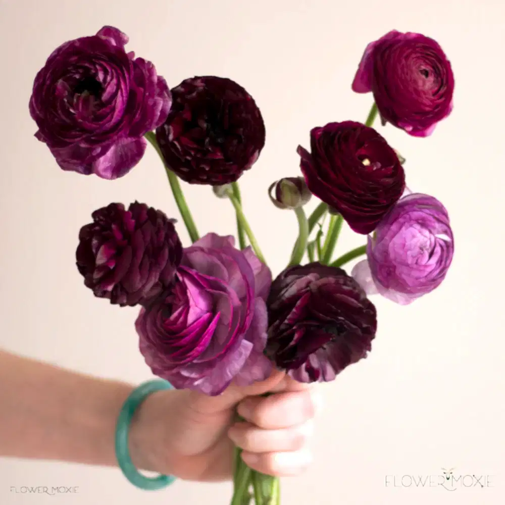 Burgundy Ranunculus Flower