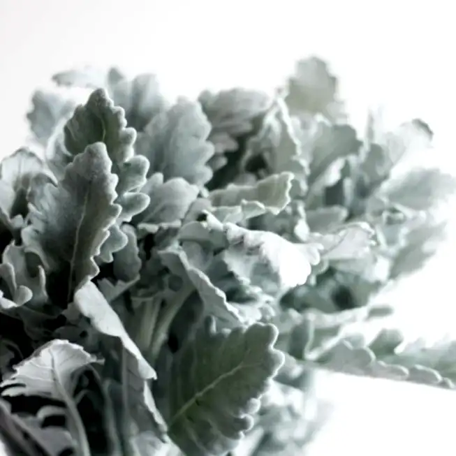 Dusty Miller Greenery