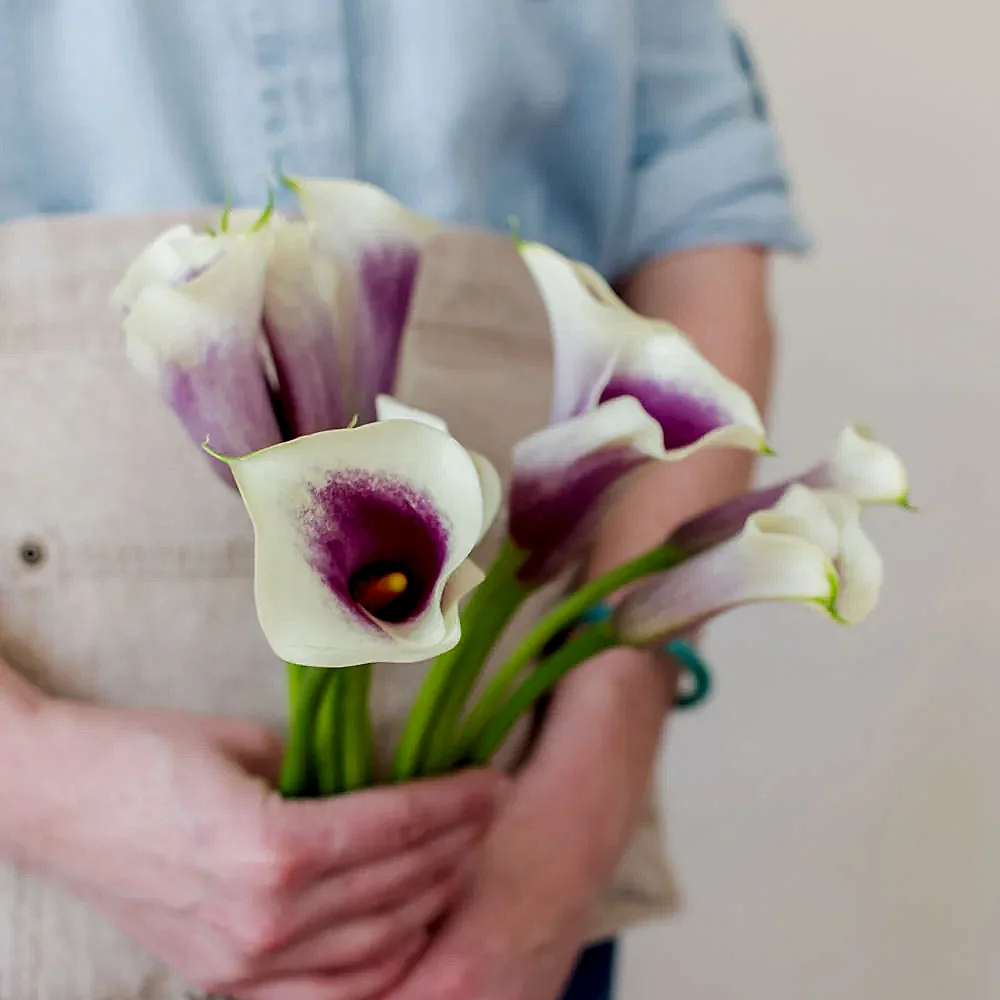 Picasso Mini Calla Lily Flower