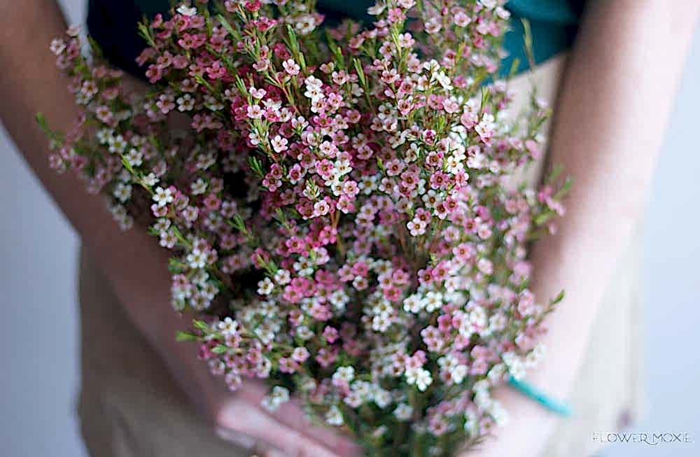 Pink wax flower