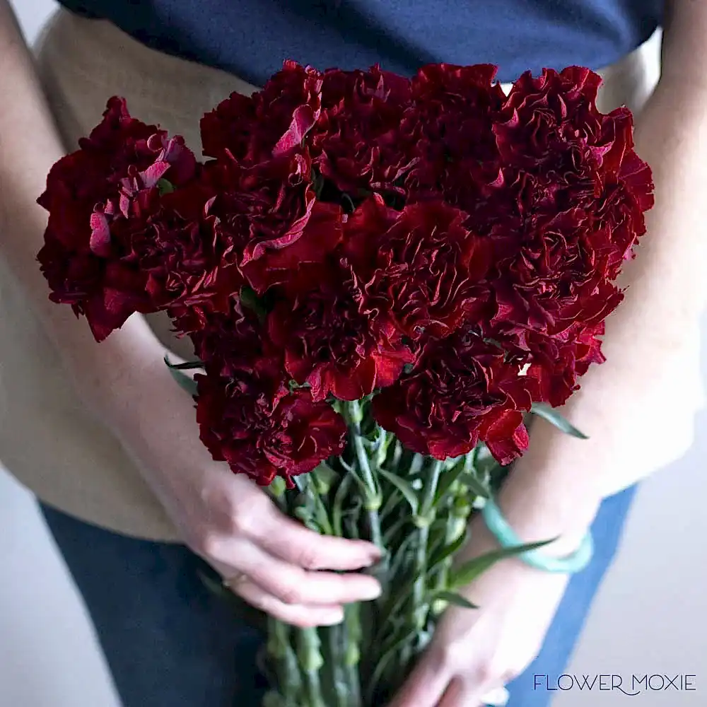 burgundy carnations