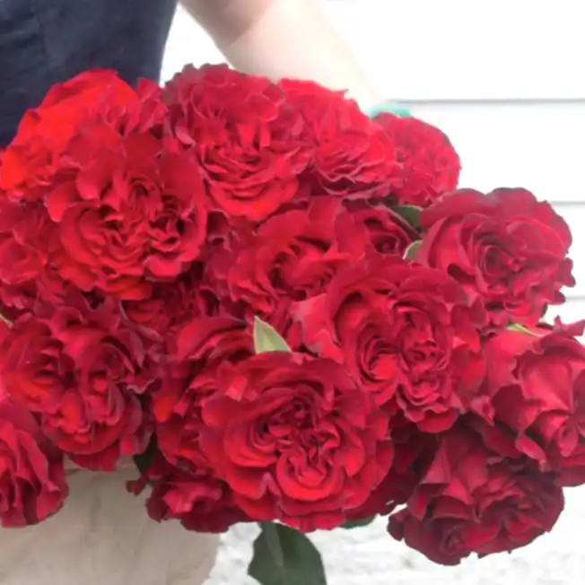 deep red heart rose