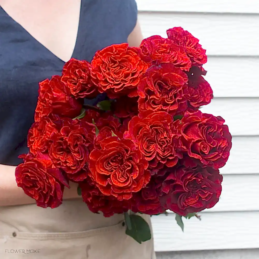 deep red heart rose