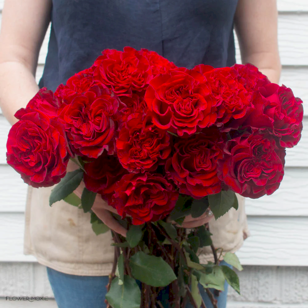 deep red heart rose