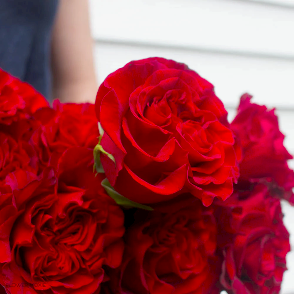 deep red heart rose