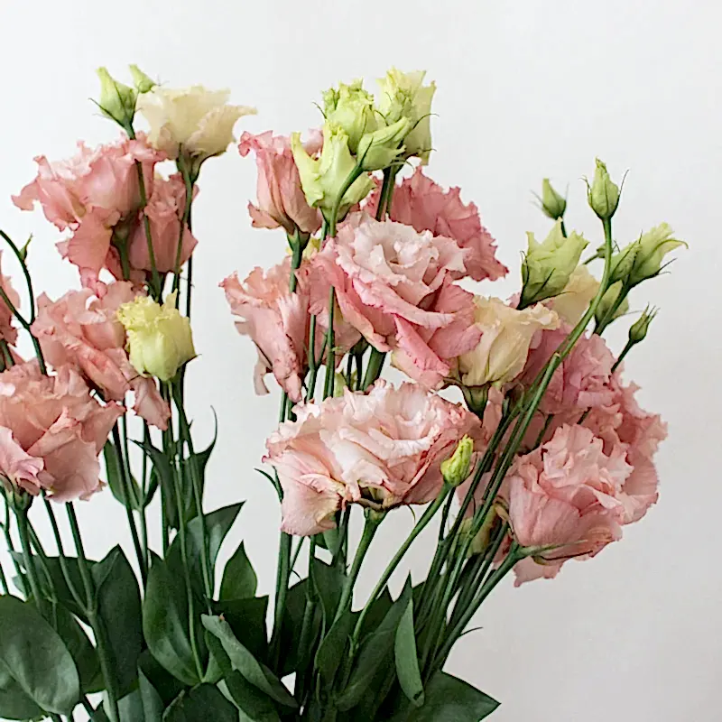 Pink Lisianthus Flower