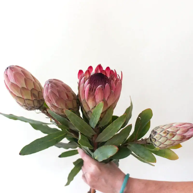 Pink Ice Protea Flower