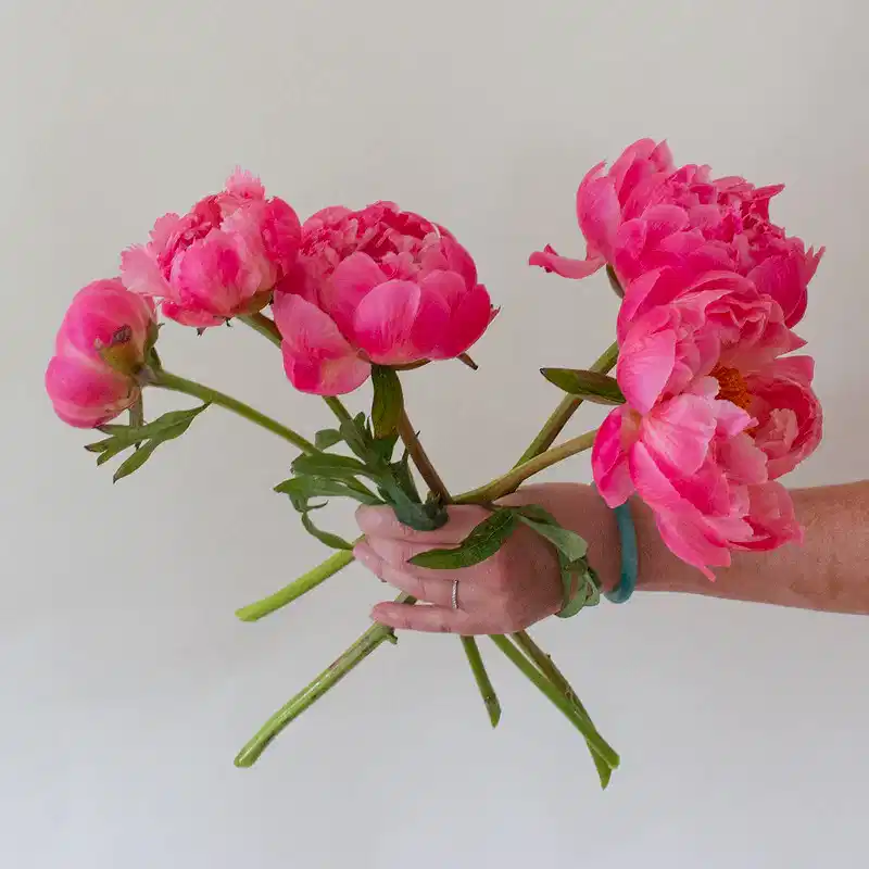 Coral Peony Flower