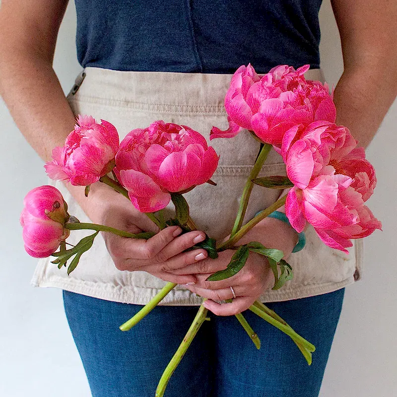 Coral Charm Peony Flower