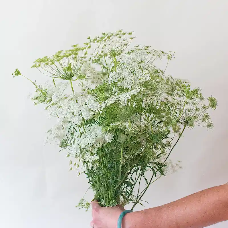 White Queen Anne's Lace Flower