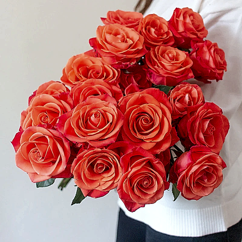 Orange Crush Roses