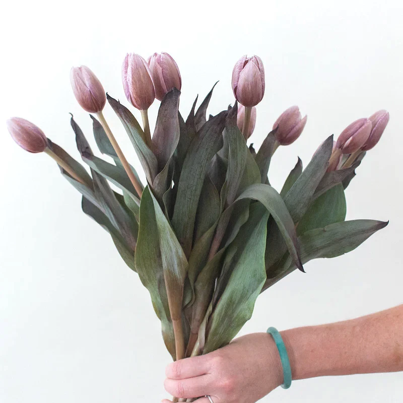 Brownie Mauve Tulips