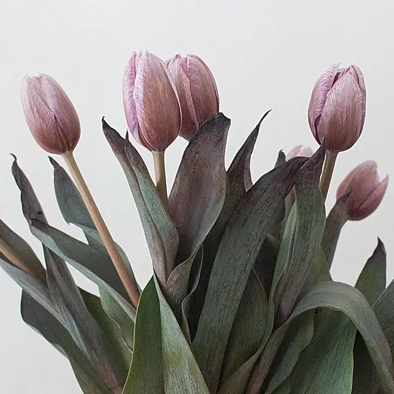 Brownie Mauve Tulips