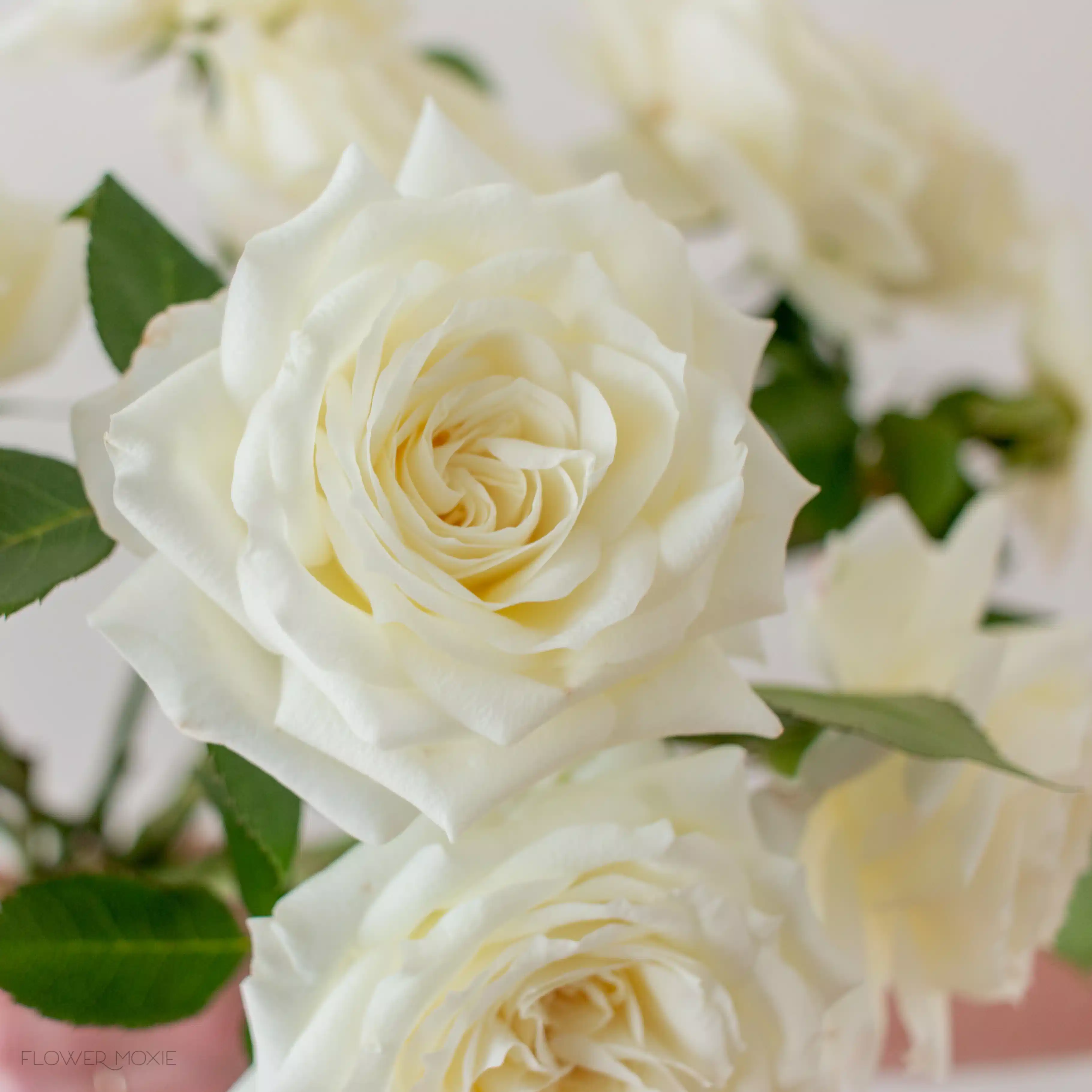 cream alabaster garden rose