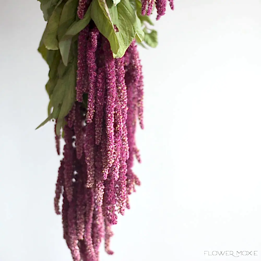 Burgundy Hanging Amaranthus