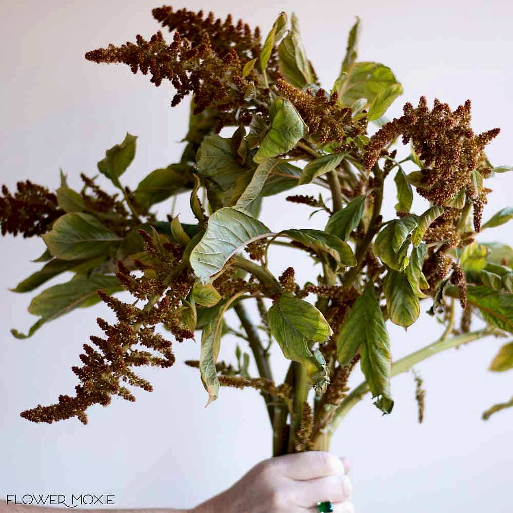 Bronze Gold Upright Amaranthus