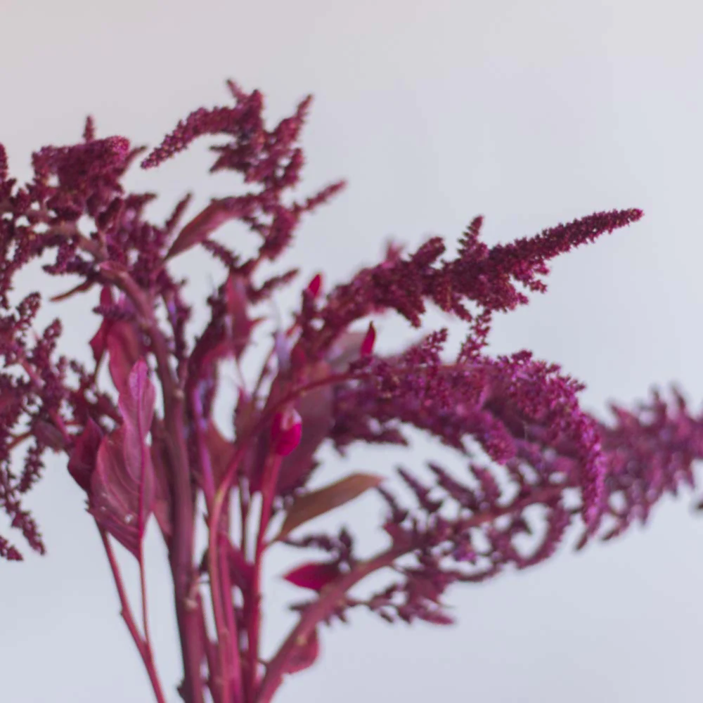 Upright Burgundy Amaranthus