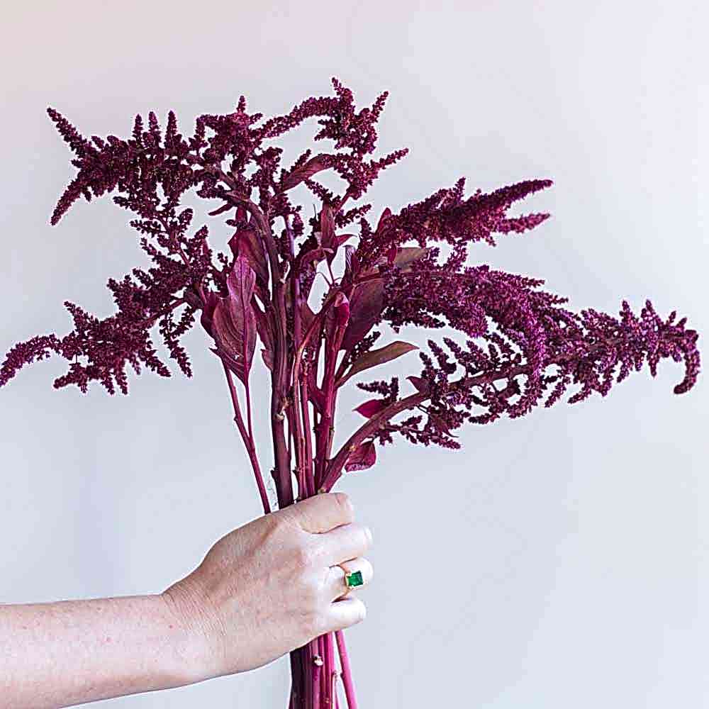 Upright Burgundy Amaranthus