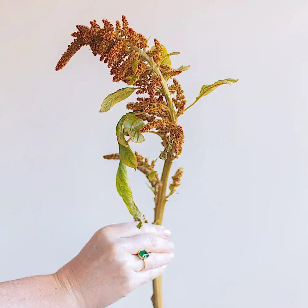 Bronze Gold Upright Amaranthus