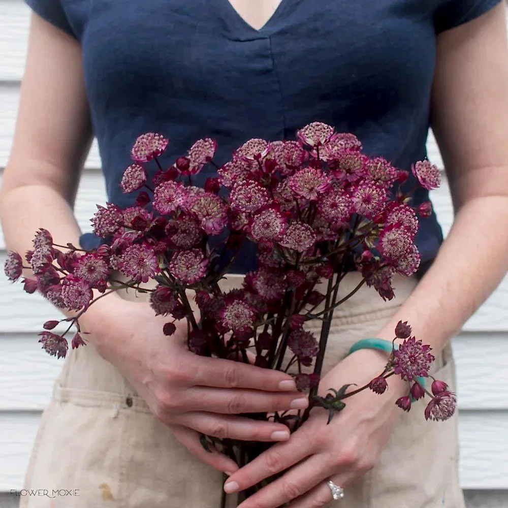 Burgundy Astrantia Flower